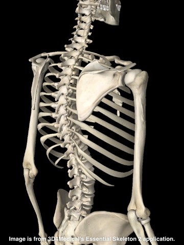 背骨の模型