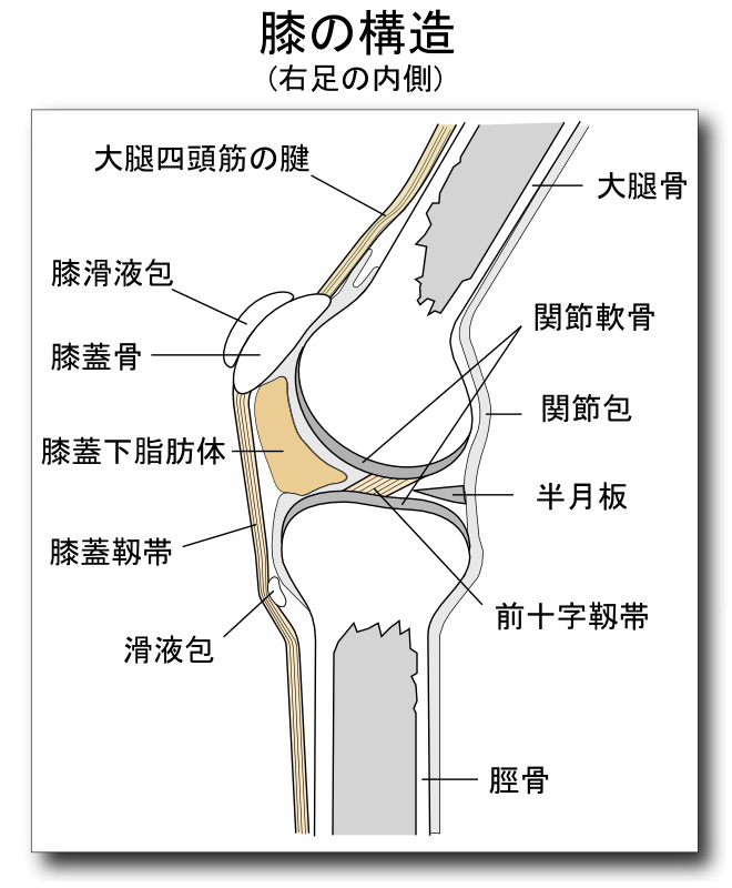 膝関節解剖図