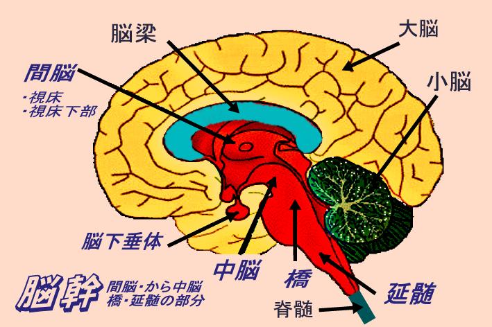 脳の画像イラスト